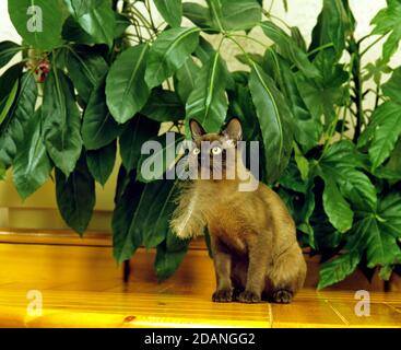 CHOCOLAT BIRMAN CAT DOMESTIQUE, ADULTE JOUANT AVEC LA PLUME Banque D'Images