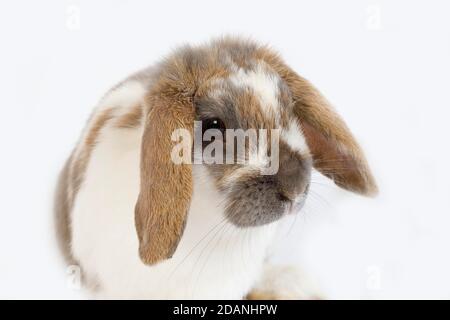 LOP-EARED RABBIT AGAINST WHITE BACKGROUND Banque D'Images