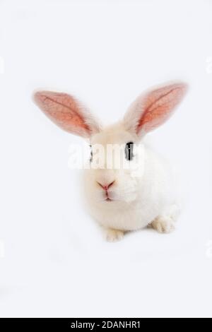 HOTOT LAPIN, une race DE NORMANDIE EN FRANCE Banque D'Images