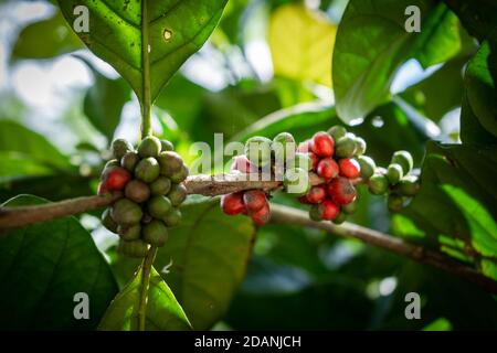 baies de café robusta rouges et vertes sur une branche Banque D'Images
