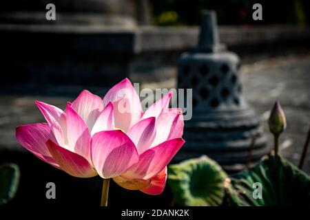 fleur de lotus rose devant la pagode indonésienne Banque D'Images