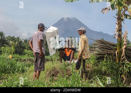 Sleman, YOGYAKARTA, INDONÉSIE. 14 novembre 2020. Les agriculteurs discutent des champs de riz avec les antécédents du mont Merapi à Pakem, Sleman, Yogyakarta Indonésie, le mercredi 14 novembre 2020. Le 5 novembre 2020, le Centre de recherche et de développement sur les technologies géologiques en cas de catastrophe (BPPTKG) a amélioré le statut du mont Merapi, passant du niveau d'alerte au niveau d'alerte. Le BPPTKG a informé que la déformation de Babadan avec la mesure électronique de distance (EDM) est de 13 cm par jour. Les autorités indonésiennes ont commencé vendredi à évacuer les populations vivant sur les pentes fertiles du volcan, après une augmentation de l'activité volcanique. (Image de crédit : © Slamet Banque D'Images