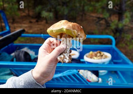 La main femelle tient un champignon récolté dans la forêt. Cueillette de champignons sauvages dans la forêt d'automne. Banque D'Images