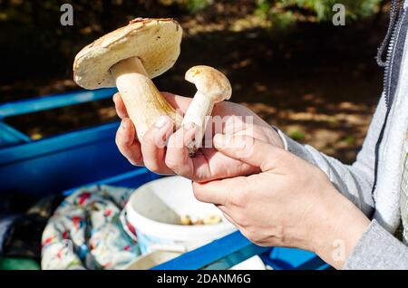 La main femelle tient un champignon récolté dans la forêt. Cueillette de champignons sauvages dans la forêt d'automne. Banque D'Images