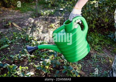 Femme jardinant dans l'arrière-cour. Les mains des femmes tiennent l'arrosoir et l'arrosage des fraises Banque D'Images