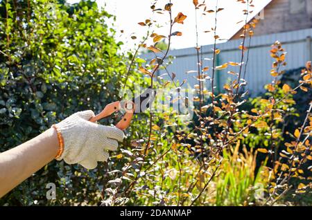 Femme jardinant dans l'arrière-cour. Les femmes mains avec des sécateurs coupant des fleurs flétries sur le rosier. Banque D'Images