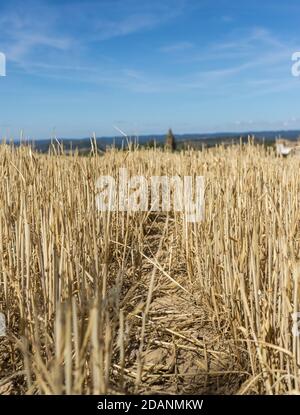 Champ de récolte de blé. Restes de blé déjà coupés Banque D'Images