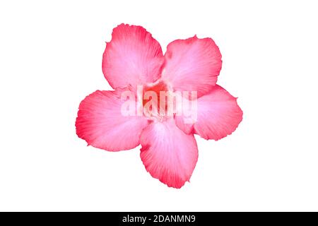 Fleur d'Adenium tropicale rose isolée sur fond blanc. Avec chemin d'écrêtage. Banque D'Images