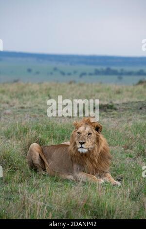 Afrique, Kenya, plaines du Serengeti du Nord, Maasai Mara. Jeune lion mâle (SAUVAGE : Panthera leo) dans un habitat typique de Serengeti. Banque D'Images