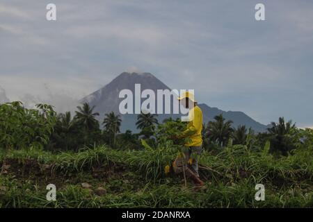 Sleman, YOGYAKARTA, INDONÉSIE. 14 novembre 2020. Les agriculteurs marchent sur les rizières avec le fond du mont Merapi à Pakem, Sleman, Yogyakarta Indonésie, le mercredi 14 novembre 2020. Le 5 novembre 2020, le Centre de recherche et de développement sur les technologies géologiques en cas de catastrophe (BPPTKG) a amélioré le statut du mont Merapi, passant du niveau d'alerte au niveau d'alerte. Le BPPTKG a informé que la déformation de Babadan avec la mesure électronique de distance (EDM) est de 13 cm par jour. Les autorités indonésiennes ont commencé vendredi à évacuer les populations vivant sur les pentes fertiles du volcan, après une augmentation de l'activité volcanique. (Image de crédit : © Slame Banque D'Images