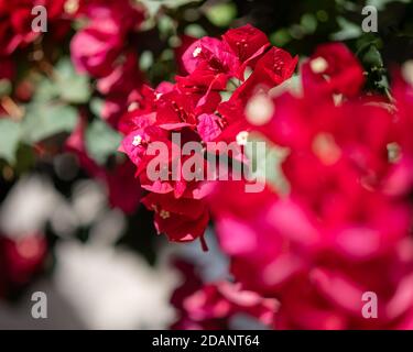 Gros plan de fleur de papier rose chaud Banque D'Images