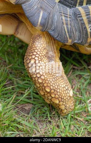 Tortue rayonnée (Astrochelys radiata). Pied avant gauche ou avant. Peut-être décrit comme éléphantine, en forme et en proportions. Roulement de poids. Exemple Banque D'Images