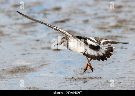 Faune du Royaume-Uni: Turnstone (Arenaria interprets) entrant dans la terre sur les vasières de l'estuaire du Wash, Norfolk Banque D'Images