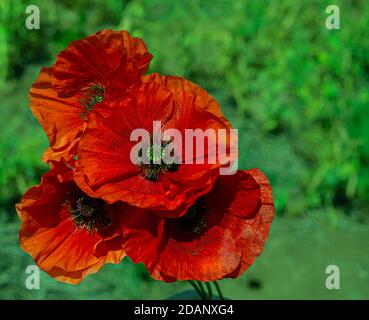 Les coquelicots rouges se sucent sur un fond vert vif. Félicitations. Carte postale. Des idées brillantes. Une collection de fleurs sauvages et de fleurs de prairie. Banque D'Images