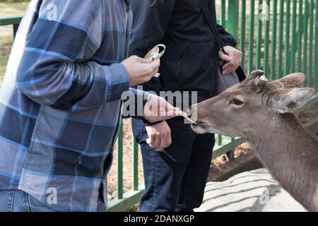 Gros plan sur un homme qui nourrit un cerf à Nara, au Japon. Banque D'Images