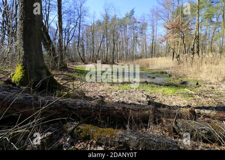 Marais (lac Opalen) dans le parc national de Kampinos, Mazovia, Pologne Banque D'Images