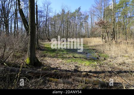 Marais (lac Opalen) dans le parc national de Kampinos, Mazovia, Pologne Banque D'Images