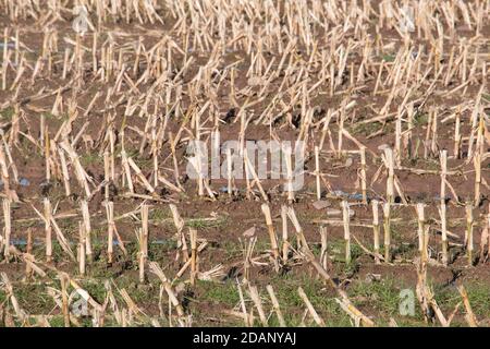 Maïs récolte de maïs en automne; champ de chaume et de paille dans la campagne du Shropshire, Royaume-Uni Banque D'Images