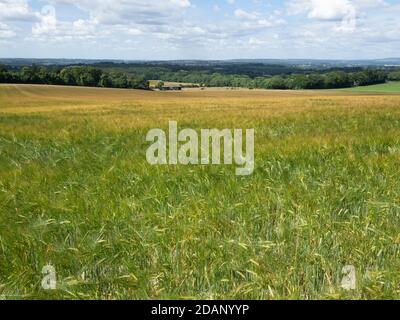 Champ d'orge, Kent, Royaume-Uni Banque D'Images