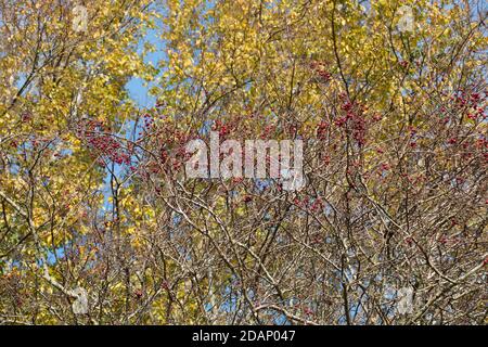 Baies d'aubépine rouge vif contre les feuilles d'automne dorées et un ciel bleu vif à l'automne Banque D'Images