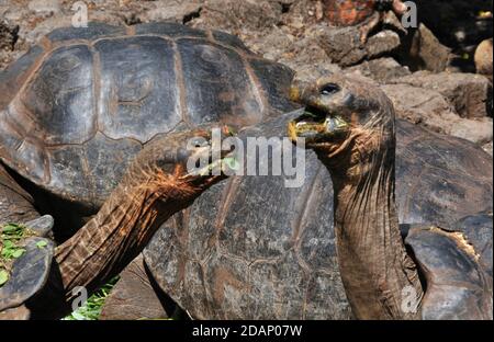 Tortue géante, station de recherche Charles Darwin, Puerto Ayora, île de Santa Cruz, îles Galapagos, Équateur Banque D'Images