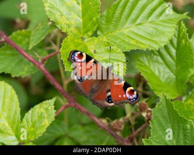 Peacock Butterfly (Inachis io, les larches, Kent Wildlife Trust, Royaume-Uni Banque D'Images