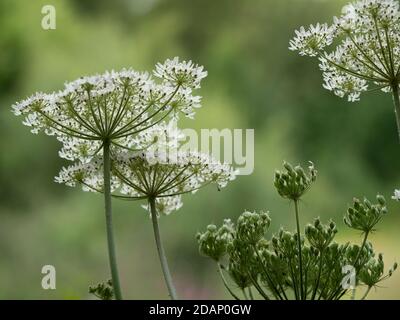 Persil de vache (Anthriscus sylvestris), ombelle de fleur, les larches, Kent Wildlife Trust, Royaume-Uni Banque D'Images