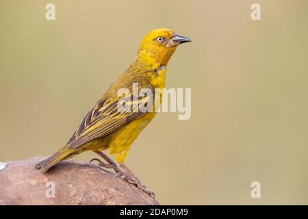 Cape Weavers (Ploceus capensis), vue latérale d'un homme adulte perché sur un rocher, Cap occidental, Afrique du Sud Banque D'Images