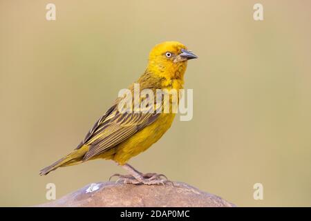 Cape Weavers (Ploceus capensis), vue latérale d'un homme adulte perché sur un rocher, Cap occidental, Afrique du Sud Banque D'Images