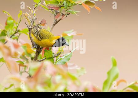 Weaver moins masqué (Ploceus intermedius), mâle adulte dans le plumage reproducteur perché sur une branche, Mpumalanga, Afrique du Sud Banque D'Images