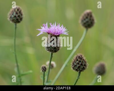 Plus grandes fleurs de knapweed (Centaurea scabiosa) dans une prairie à craie, Lullingstone Country Park, Kent, Royaume-Uni Banque D'Images