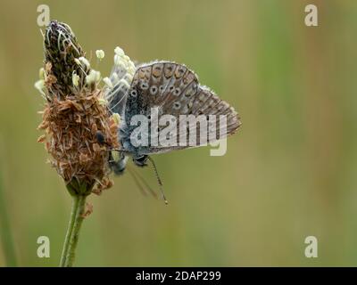 Common Blue Butterfly, (Polyommatus icarus), homme avec des ailes tatty, Lullingstone Country Park, Kent, Royaume-Uni Banque D'Images
