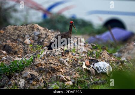 Ibis Red-Naped, Noida, Inde - 2 septembre 2019 : un Ibis Red-Naped affamé à la recherche de nourriture dans un champ d'herbe à Noida, Uttar Pradesh, Inde. Banque D'Images