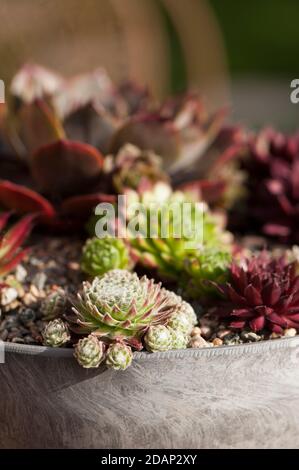 Sempervivum arachnoideum, Cobweb Houseleek poussant dans un récipient Banque D'Images