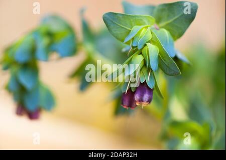 Cerinthe Major var. Purpurescens, Honeymott, en fleur. Banque D'Images