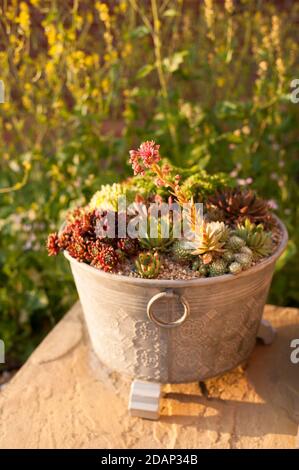 Mélange de Sempervivum, Houseleeeeeeeeeeeeks dans un contenant métallique, avec une fleur de Sempervivum arachnoideum, Cobweb Houseleek Banque D'Images