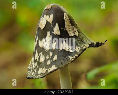 Magpie inkcap (champignon) (Coprinopsis picacea), Queensdown Warren, Kent UK, Stacked Focus image Banque D'Images