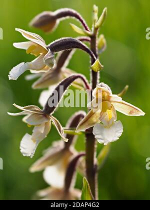 Gros plan de fleurs de l'Helleborine de Marsh (Epipactis palustris), Sandwich Bay, Kent, Royaume-Uni, image de mise au point empilée Banque D'Images