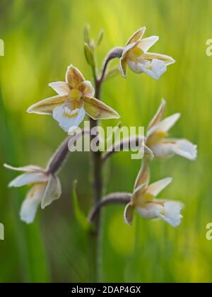 Gros plan de fleurs de l'Helleborine de Marsh (Epipactis palustris), Sandwich Bay, Kent, Royaume-Uni, image de mise au point empilée Banque D'Images