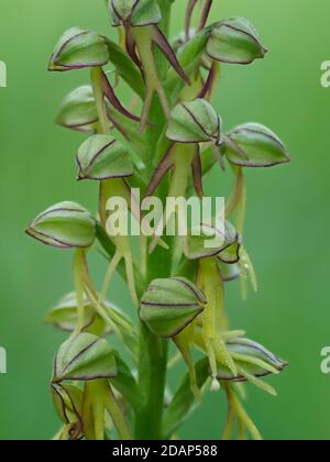 Orchidée d'homme (Orchis anthropophora) en fleur, banques de fraises, Kent Downland, Royaume-Uni, image de mise au point empilée Banque D'Images