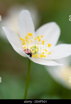 Fleur d'anémone en bois (Anemone nemorosa), les larches, Kent Wildlife Trust, Royaume-Uni Banque D'Images