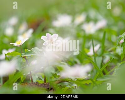Fleur d'anémone en bois (Anemone nemorosa), les larches, Kent Wildlife Trust, Royaume-Uni Banque D'Images