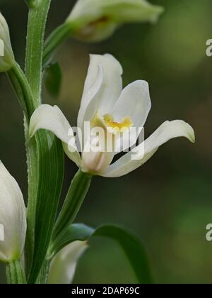 Helleborine blanche (Cephalanthera damasonium), gros plan de la fleur, Woolwich Green, Kent UK, image de mise au point empilée Banque D'Images