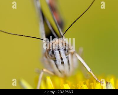 Painted Lady Butterfly, (Vanessa cardui), Kent, Royaume-Uni, gros plan montrant les yeux et les antennes, reposant sur la fleur de pissenlit, jardin, image de mise au point empilée Banque D'Images