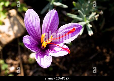 Crocus safran avec ses stigmates rouges en novembre dans le sud de la France Banque D'Images