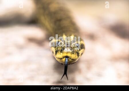 Portrait. L'anaconda jaune (Eunectes notaeus), également connue sous le nom d'anaconda paraguayenne[1], est une espèce de boa endémique au sud de l'Amérique du Sud. Banque D'Images