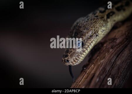 L'angulifer de Chilabothrus est une espèce de boïde que l'on trouve à Cuba et sur certaines îles voisines. Boa arbre cubain, parc Attica. Banque D'Images