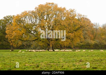 Automne à Ranmore Common Walk, Surrey Hills, Angleterre, Royaume-Uni, novembre 2020 Banque D'Images