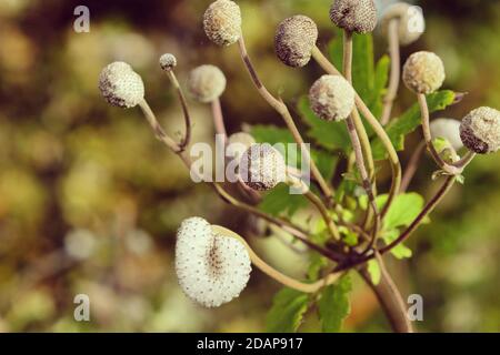 Photo macro d'une capsule japonaise de graines d'anémone Banque D'Images