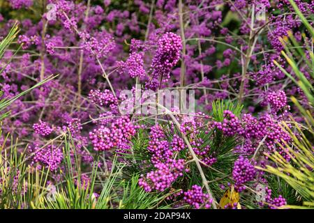 Callicarpa bodinieri, violet 'Imperial Pearl' en fleur Banque D'Images